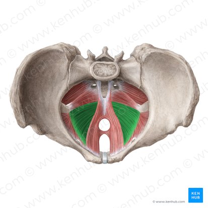 <ul><li><p>arises from the ATLA and the ischial spine</p></li><li><p>attaches to the coccyx and anococcygeal ligament</p></li></ul><p></p>