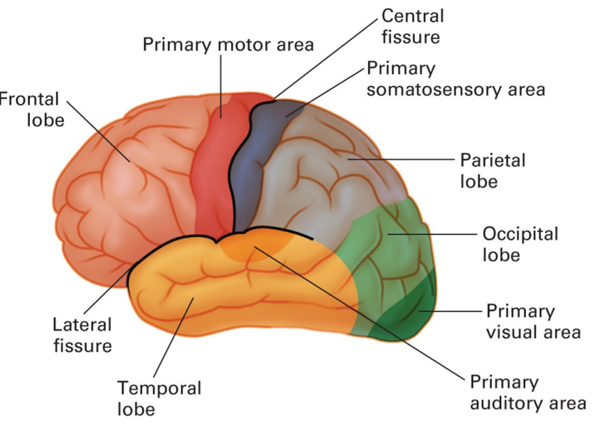 <p>Know the labels of brain</p>