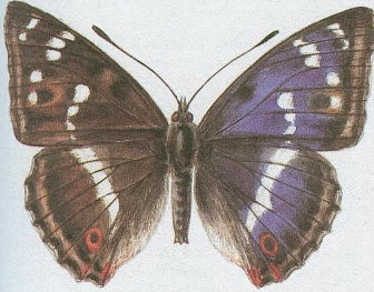 term image