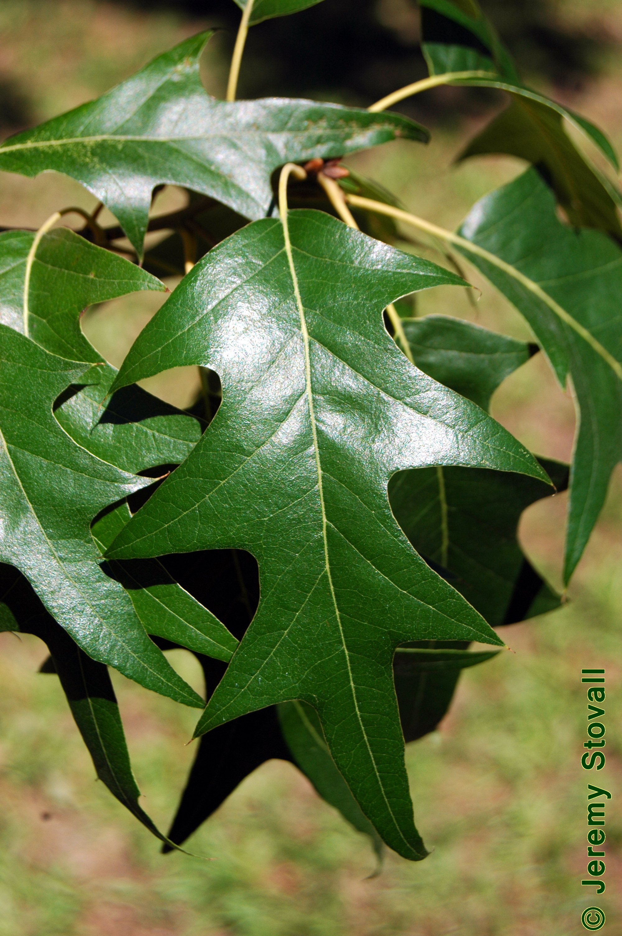 <p>indentation about halfway to the midrib</p>