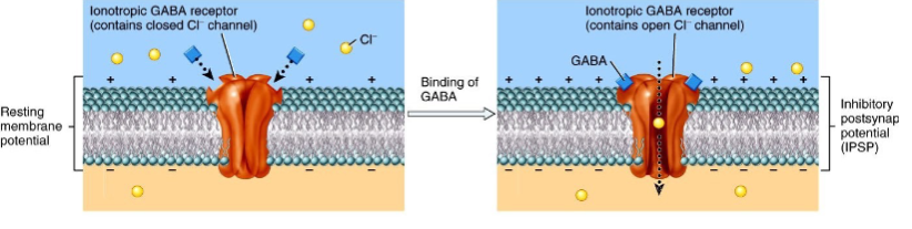 <p>GABA → opens Cl- channels → hyperpolarization (IPSP).</p>