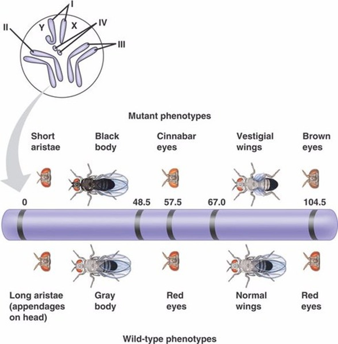 <p>Genes coding for different characteristics, found on the same non-sex chromosome, are said to be linked.</p>
