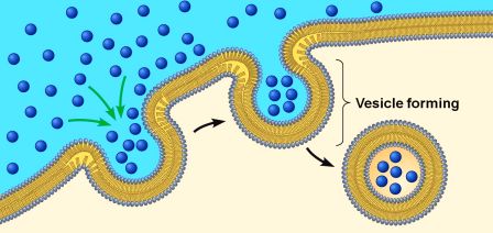 <p>endocytosis impact on cell size</p>