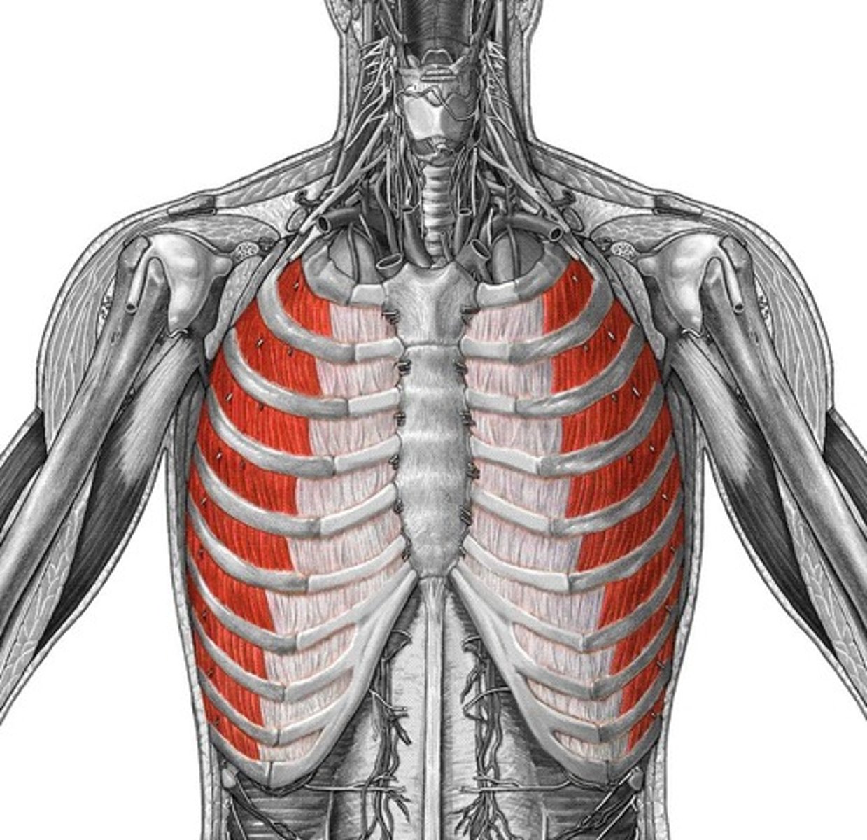 <p>name this muscle</p>