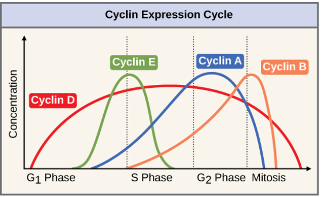 <p>Cyclins</p>