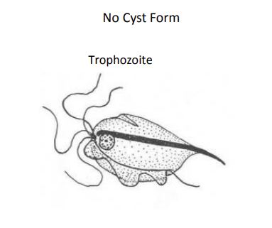 <p><em>Pentatrichomonas hominis</em></p>