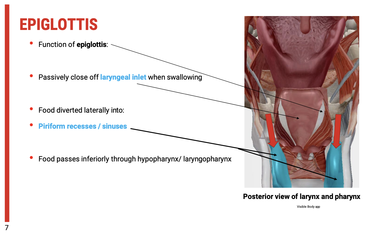 <p>The&nbsp;<span><strong>epiglottis</strong></span>&nbsp;plays a crucial role in protecting the airway during swallowing by ensuring food and liquids are directed into the&nbsp;<span><strong>oesophagus</strong></span>&nbsp;rather than the&nbsp;<span><strong>larynx</strong></span>. Here's a breakdown of its function:</p><p><span><strong>Key Functions</strong></span></p><ol type="1"><li><p><span><strong>Protection of the Airway</strong></span></p><ul><li><p><span><strong>As the&nbsp;larynx&nbsp;rises during swallowing, the&nbsp;epiglottis&nbsp;passively closes off the&nbsp;laryngeal inlet. This prevents food or liquid from entering the airway and directs it away from the vocal cords and trachea.</strong></span></p></li><li><p><span><strong>This&nbsp;closure&nbsp;is critical for avoiding&nbsp;aspiration&nbsp;and ensuring that food or liquids are directed into the digestive tract rather than the respiratory tract.</strong></span></p></li></ul></li><li><p><span><strong>Food Diversion</strong></span></p><ul><li><p><span><strong>When the&nbsp;laryngeal inlet&nbsp;is closed by the epiglottis,&nbsp;food&nbsp;is&nbsp;diverted into the piriform recesses&nbsp;(or&nbsp;piriform sinuses), which are located on either side of the larynx.</strong></span></p></li><li><p><span><strong>The&nbsp;piriform recesses&nbsp;act as channels, guiding the food&nbsp;inferiorly&nbsp;through the&nbsp;hypopharynx&nbsp;and&nbsp;laryngopharynx&nbsp;toward the&nbsp;oesophagus.</strong></span></p></li></ul></li><li><p><span><strong>Coordination of Swallowing</strong></span></p><ul><li><p><span><strong>Proper&nbsp;coordination&nbsp;of the&nbsp;epiglottis,&nbsp;larynx, and&nbsp;pharyngeal muscles&nbsp;is essential for safe and effective swallowing.</strong></span></p></li><li><p><span><strong>A failure in this coordination can result in&nbsp;food entering the airway, increasing the risk of&nbsp;aspiration&nbsp;or&nbsp;choking.</strong></span></p></li></ul></li></ol><p><span><strong>Clinical Implications</strong></span></p><ul><li><p><span>Dysfunction in the movement of the&nbsp;<strong>epiglottis</strong>, such as failure to&nbsp;<strong>close the laryngeal inlet properly</strong>, can lead to swallowing difficulties and aspiration, especially in patients with neurological disorders, head and neck cancers, or conditions affecting the muscles involved in swallowing.</span></p></li><li><p><span><strong>Assessment</strong>&nbsp;of the epiglottis and&nbsp;<strong>laryngeal closure</strong>&nbsp;is an important part of evaluating swallowing function, particularly for patients at risk of&nbsp;<strong>aspiration pneumonia</strong>&nbsp;or&nbsp;<strong>dysphagia</strong>.</span></p><p></p></li></ul><p></p>