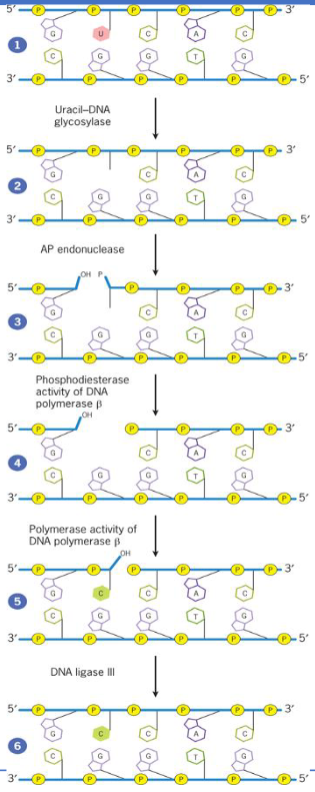 <ul><li><p>removes altered nucleotides generated by reactive chemicals from diet or metabolism</p></li><li><p>corrects only the damaged bases</p></li><li><p>initiated by DNA glycosylase which recognizes and removes altered bases by cleavage of glycosidic bond holding base to deoxyribose sugar</p></li></ul><p></p>