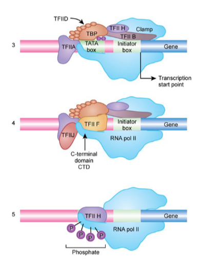 <p>TBP, TFIID, TFIIB, TFIIH, TFIIA, TFIIF, TFIIJ, TFIIH </p>