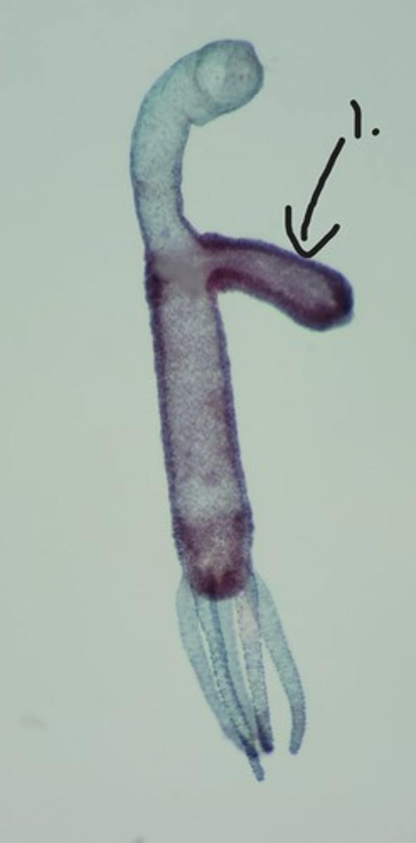 <p>Identify taxonomy and structures</p>