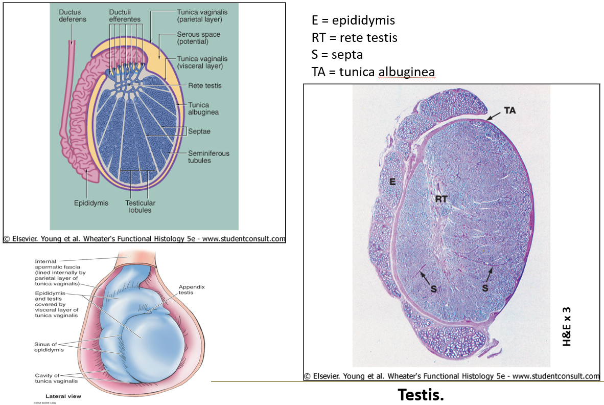 <p>A <strong>thick capsule</strong> made of <strong>dense irregular connective tissue</strong> around the testis.</p>
