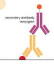 <p>What type of <strong>non-competitive</strong> immunoassay involves a secondary labeled antigen/antibody binding to a bound antigen/antibody in patient serum?</p>