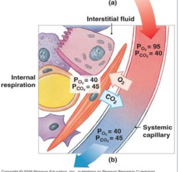 <ul><li><p>O2 moves from the blood to tissues</p><ul><li><p>due to large difference in O2 partial pressure</p></li></ul></li><li><p>CO2 moves from tissue to plasma</p><ul><li><p>at teh same at as O2 despite small differences in partial pressures</p></li><li><p>CO2 is 20x more soluble than O2</p></li></ul></li></ul><p></p>