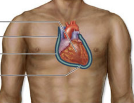 <p>which serous membranes are found in the thoracic cavity</p>