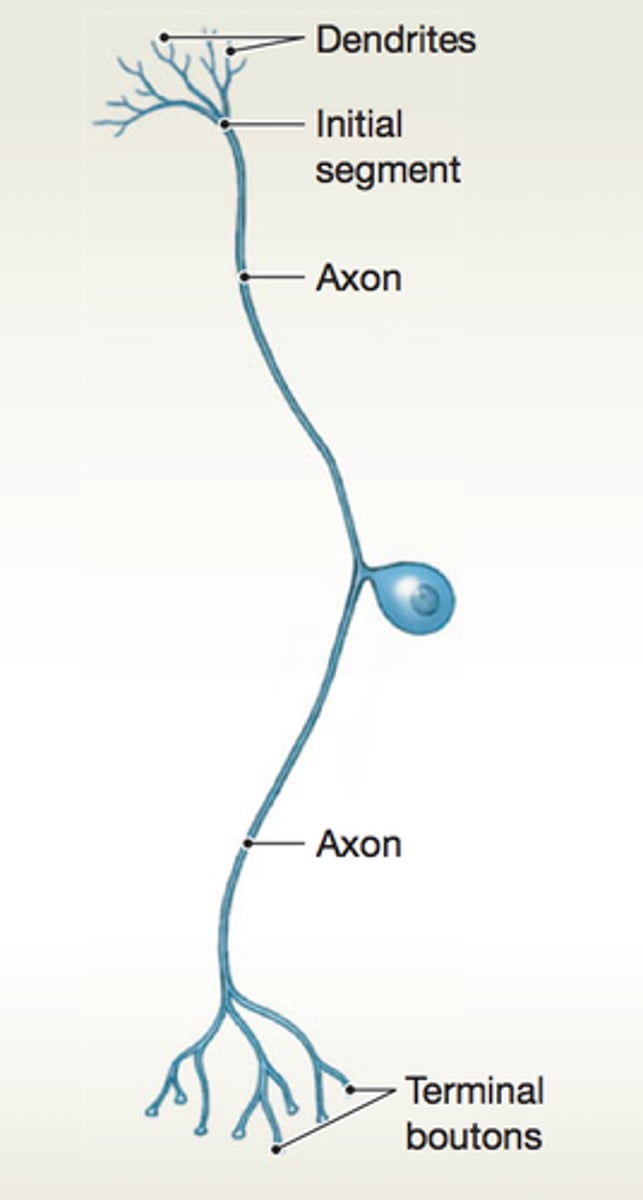 <p>This type of neuron has:</p><p>- Central process</p><p>- Peripheral process (conducts impulse toward cell body)</p><p>- Cell body in PNS</p><p>- Most axons in PNS, some CNS</p><p>Mostly Sensory</p>