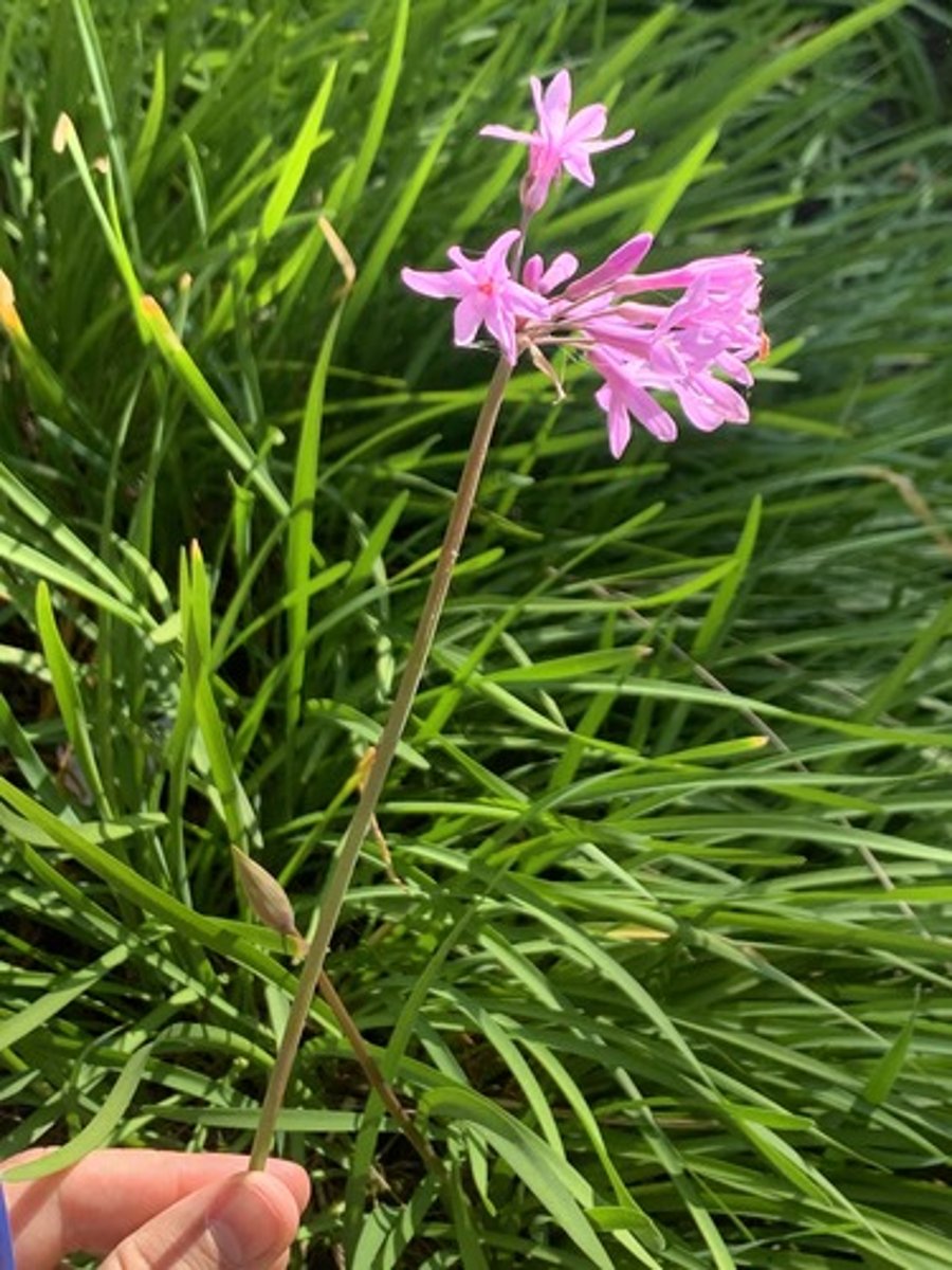 <p>Reeks Of Garlic when smashed, has small soft violate flowers with a rubbery feel and narrow blades about 1/2" wide, medium green.</p>