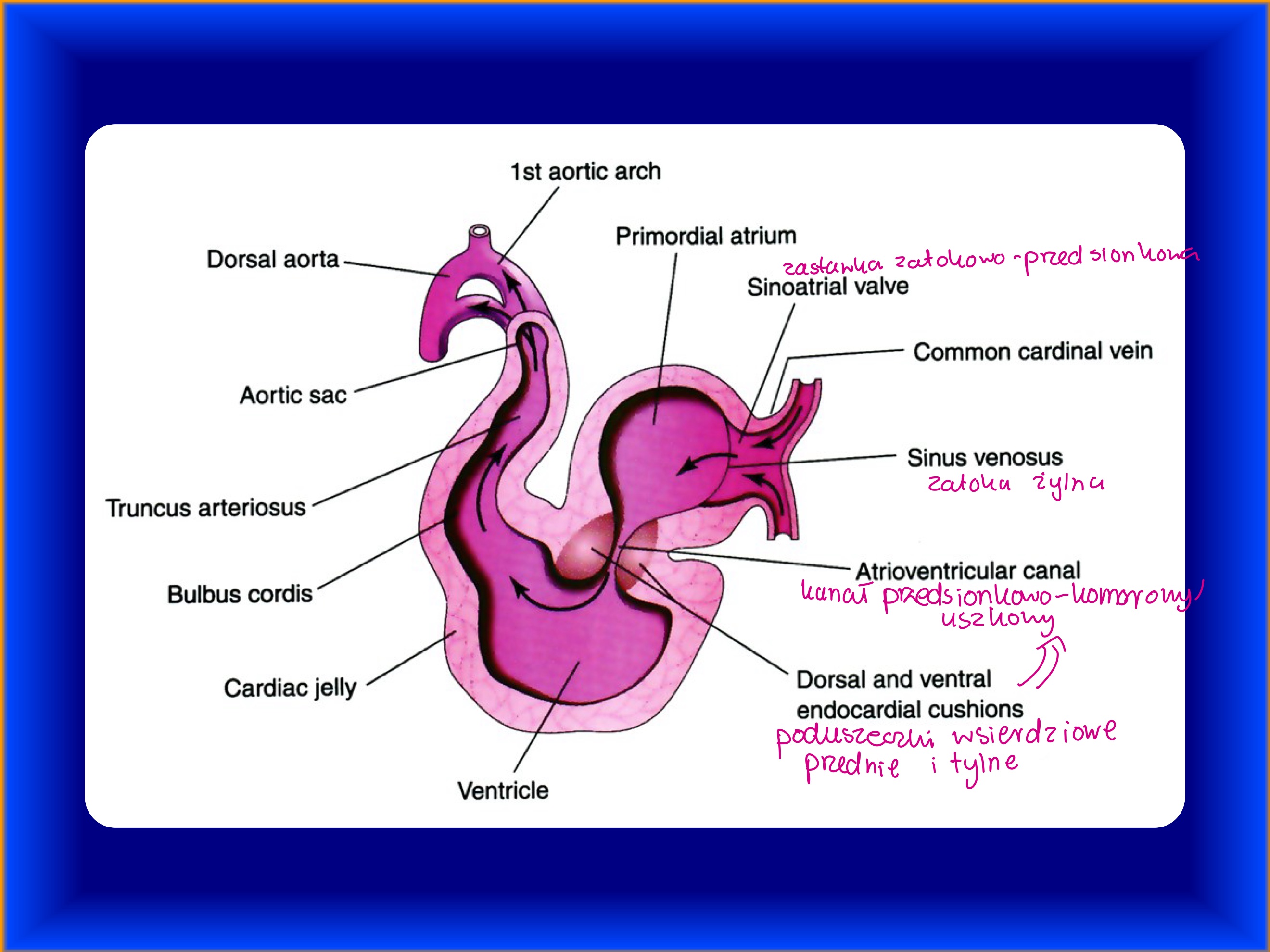 <p>z embrionalnej warstwy gąbczastej mięśniówki komór (cardiac jelly)</p>
