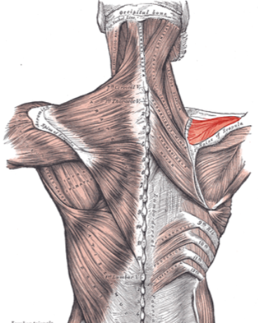 <ul><li><p>Proximal:</p><ul><li><p>Supraspinous fossa of scapula</p></li></ul></li><li><p>Distal:</p><ul><li><p>Superior facet of the greater tubercle of humerus</p></li></ul></li><li><p>Action:</p><ul><li><p>Initiates the first 15 degrees of arm abduction</p></li><li><p>Helps stabilize the glenohumeral joint</p></li></ul></li><li><p>Innervation:</p><ul><li><p>Suprascapular nerve (C5–C6)</p></li></ul></li></ul><p></p>