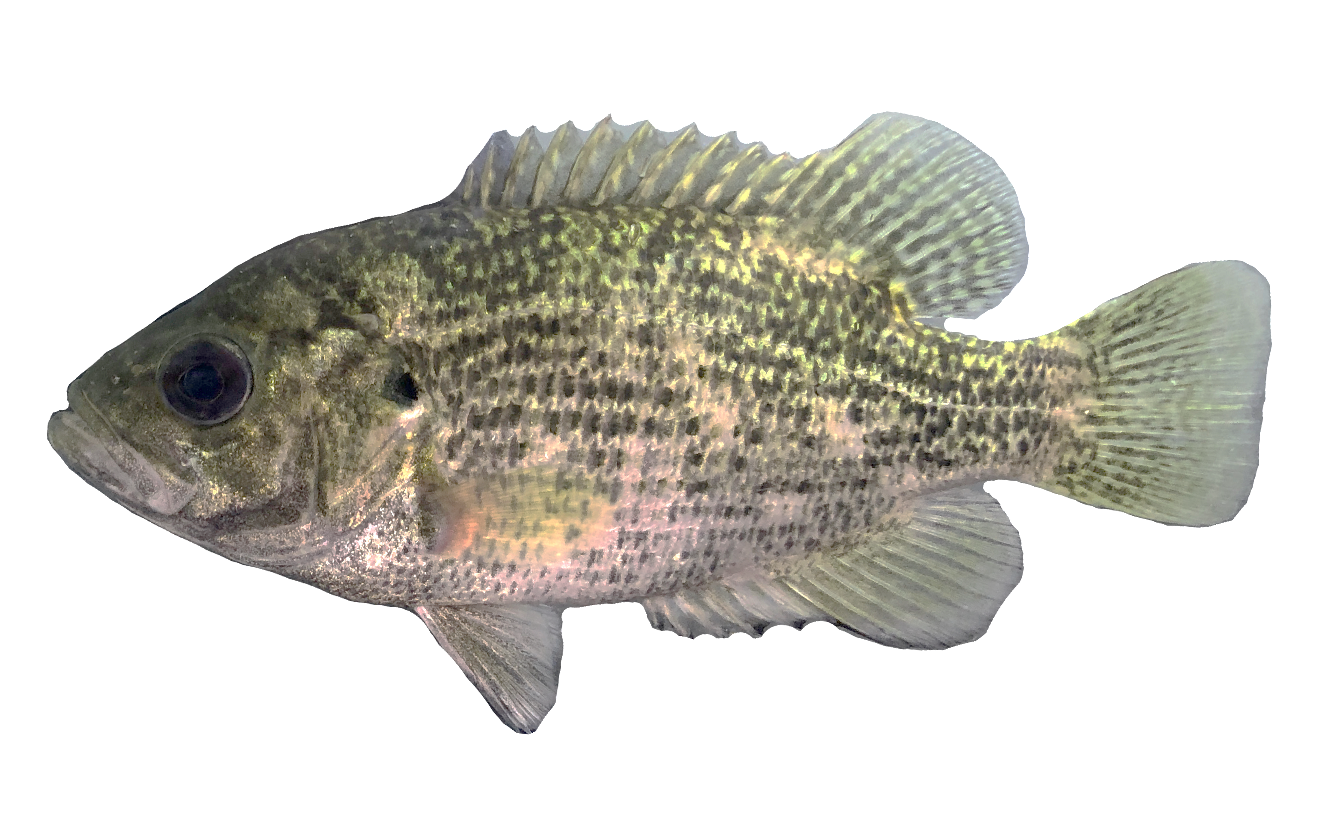 <p><span><span>Centrarchidae;</span></span></p><p><span><span>Rock Bass;</span></span></p><p><span><span>Ambloplites rupestris</span></span></p>
