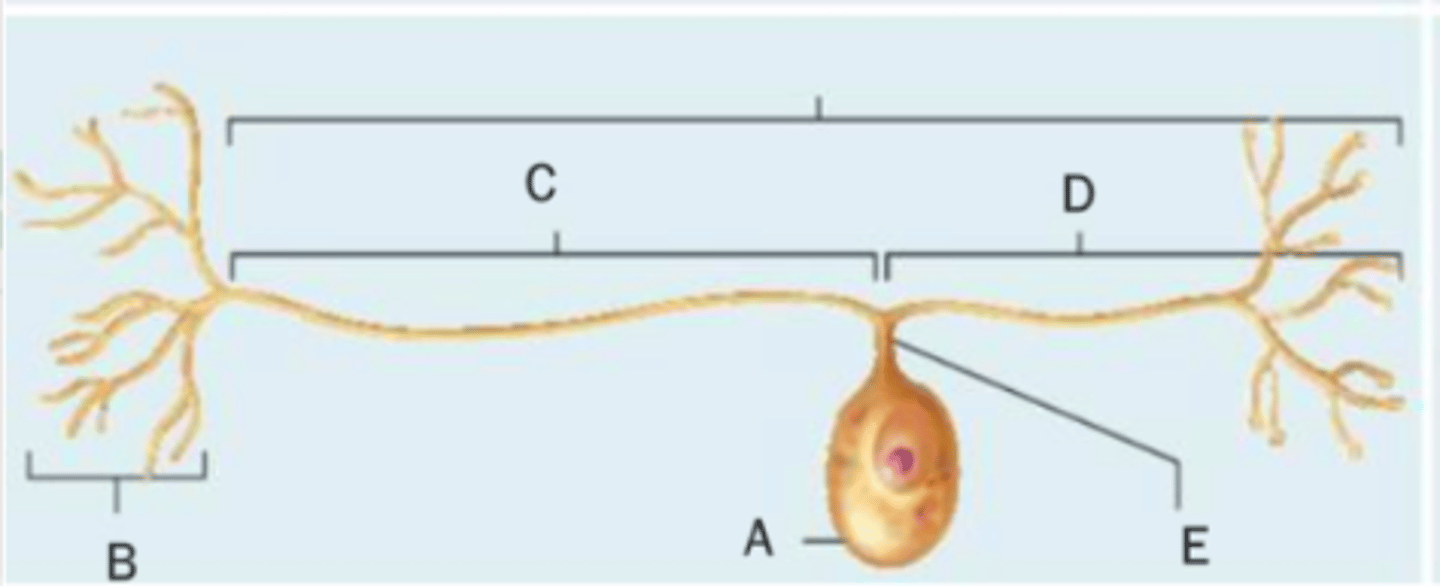 <p>what are the 5 structures to know on a unipolar neuron?</p>