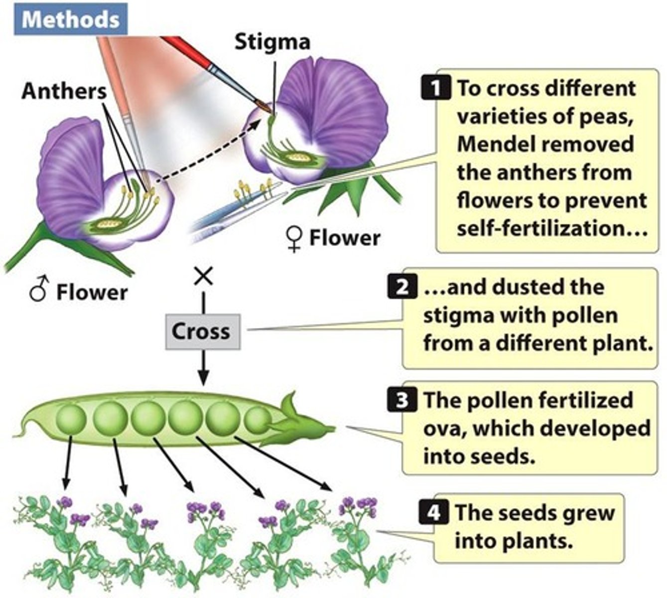 <p>Mating between different individuals to combine traits.</p>