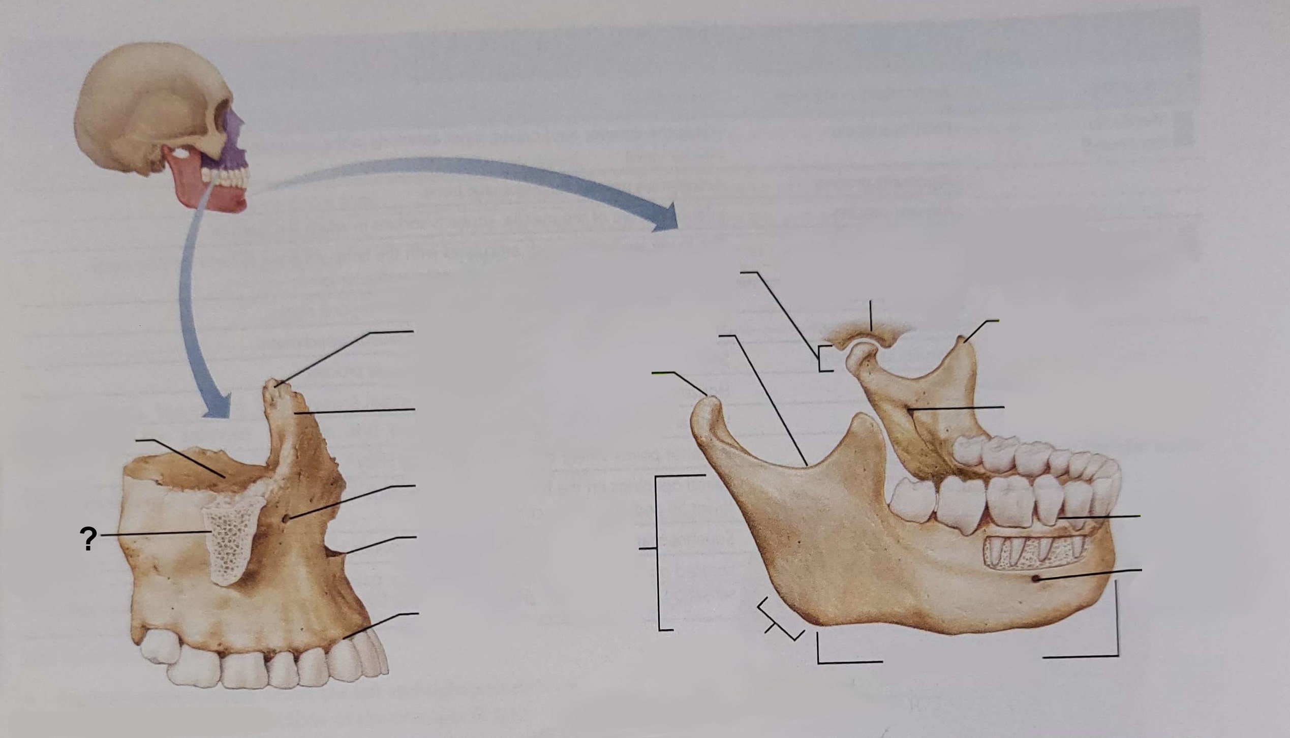<p>Name the indicated structure</p>