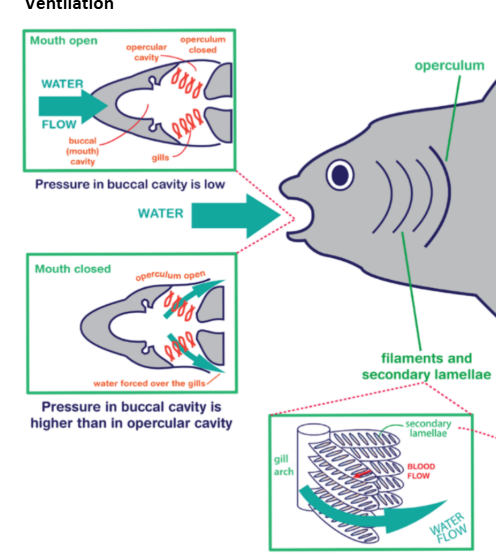 <p>the internal gills are protected by an operculum and need to be actively ventilated, by the fish taking in water</p><ol><li><p>the mouth opens so the operculum shuts</p></li><li><p>water enters the buccal cavity(space in fish’s mouth) due to decreased pressure and increased volume</p></li><li><p>mouth closes and the operculum opens</p></li><li><p>this means that there is increased pressure and decreased volume, which  forces water out over the gills</p></li><li><p>deoxygenated water leaves through the opperculum</p></li></ol><p></p>