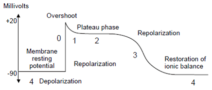 <ul><li><p><span>Fluctuating resting membrane potential (RMP)</span></p><ul><li><p><span>Leaky Na+ channels</span></p></li><li><p><span>Slowly increases RMP to threshold</span></p></li></ul></li><li><p><span>2.&nbsp; Voltage gated Na+ channels open</span></p><ul><li><p><span>Na+ rushes into cell for rapid voltage increase&nbsp; depolarization&nbsp;</span></p></li></ul></li><li><p><span>3.&nbsp; Plateau phase as Ca++ enters cell</span></p></li><li><p><span>4.&nbsp; Repolarization as K+ leaves cell</span></p></li></ul><p></p>