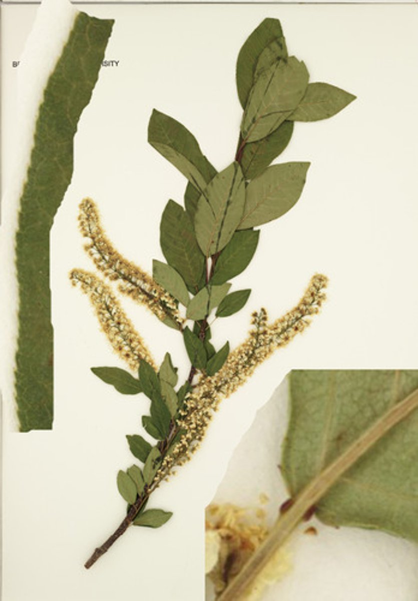 <p>alternate, shapely toothed obovate leaves, 2 glands on petiole; fruit and flowers in long racemes</p>