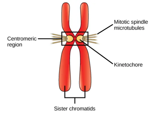 <p>The microtubules are attached to the kinetochore of each sister chromatid, and the microtubules (which are long protein fibers) pull these sister chromatids in opposite directions to each pole of the cell</p>