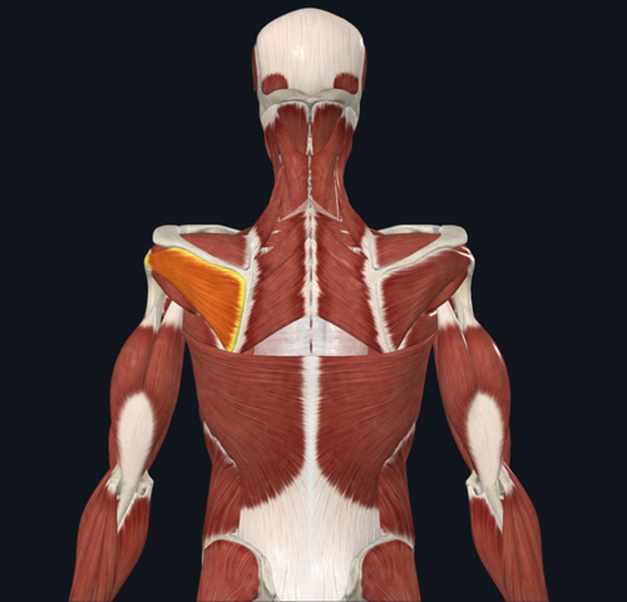 <ul><li><p><u>Origin:</u>&nbsp;<strong>Scapula</strong>, infraspinous fossa</p></li><li><p><u>Insertion:</u>&nbsp;Humerus</p></li><li><p><u>Action:</u>&nbsp;Shoulder lateral rotation</p></li></ul><p></p>