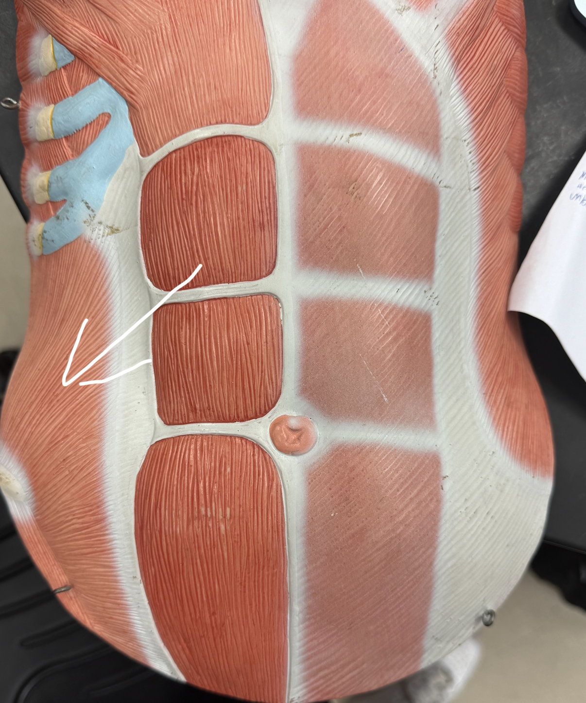 <p>underneath external oblique </p>