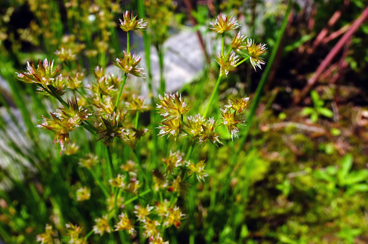 <p>What family does this plant belong to?</p>