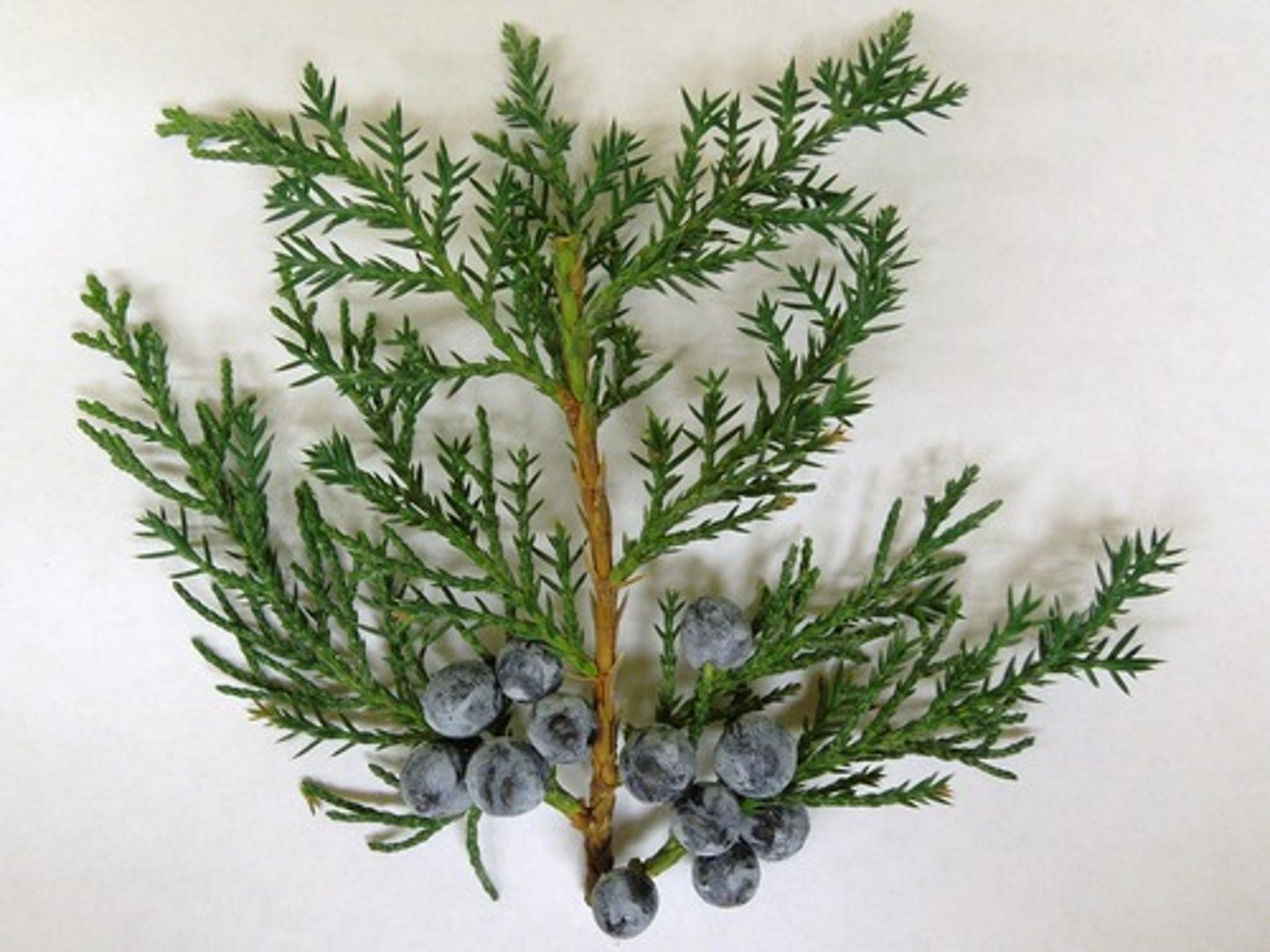 <p>- Scales: opposite pairs, bluish green</p><p>- cones: fleshy, blue</p>