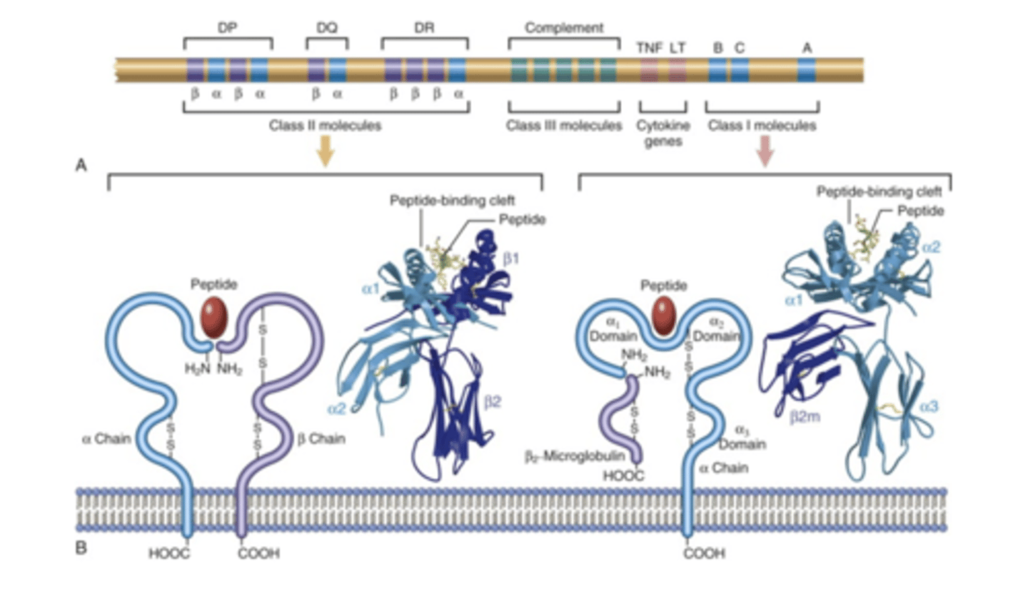 <p>the human versions of the Major histocompatibility complex genes. You inherit one allele of each gene from each parent. Multiple copies of each gene in each population, it is highly polymorphic. Each person has a unique combination of these molecules expressed on their cells.</p>