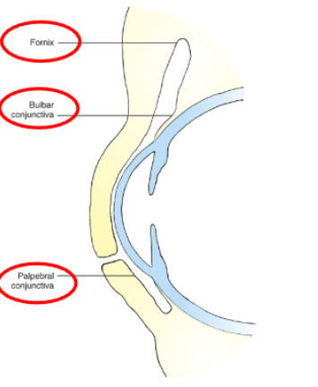 <p>conjunctiva&nbsp;</p>