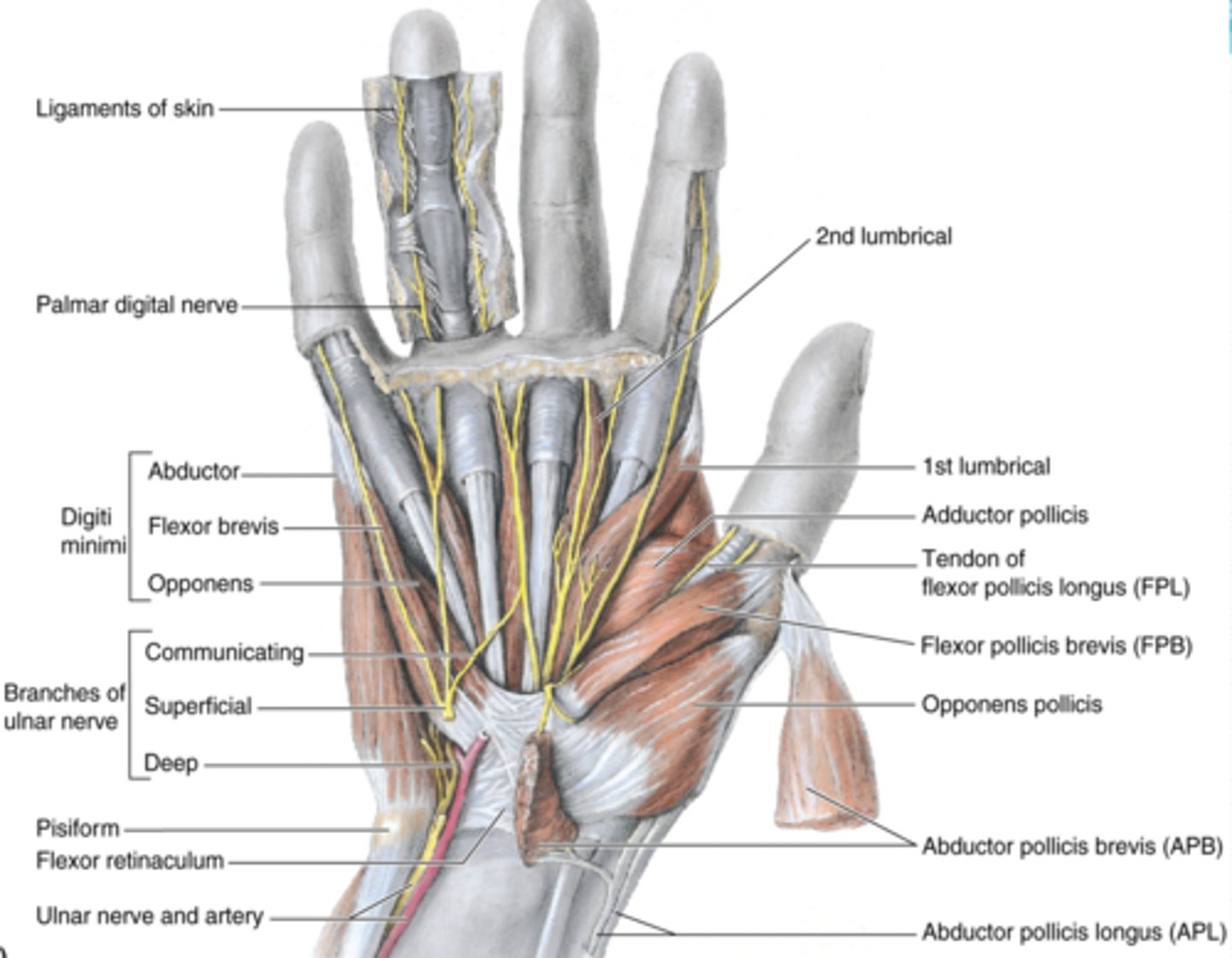 <p>-Rotates 5th digit bringing it into opposition with the thumb</p><p>-Ulnar n. (C7 - T1)</p><p>-Deep to abductor and flexor digiti minimi muscles</p>