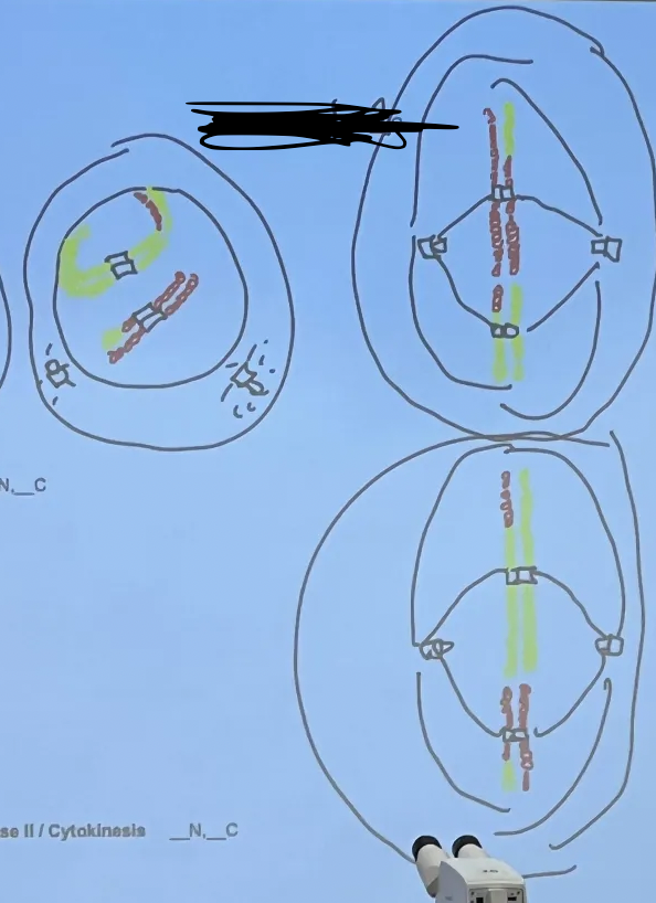 <p>Metaphase II 1N, 2C</p>