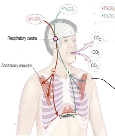 <p>intercostal as well as accessory muscles</p>