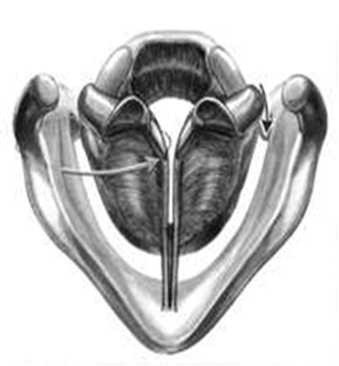 <p>vocal processes, when face each other and meet at the midline, and adduct (close)</p>