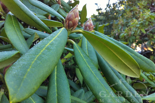<p><strong>Rhododendron</strong></p><ul><li><p class="">Invasive to Ireland</p></li><li><p class="">Large leathery evergreen leaves</p></li><li><p class="">Bell-shaped flowers (purple, pink, white) in clusters</p></li><li><p class="">Poisonous to livestock (sheep and deer)</p></li></ul><p></p>