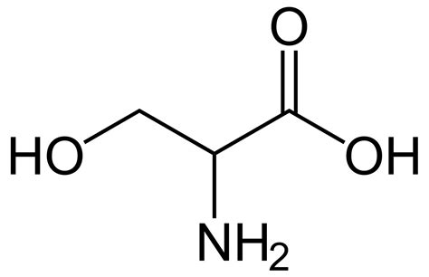 <ul><li><p>Hydroxyl side chain</p></li><li><p>Polar, uncharged</p></li><li><p><strong>Phosphorylation site</strong></p></li></ul><p></p>