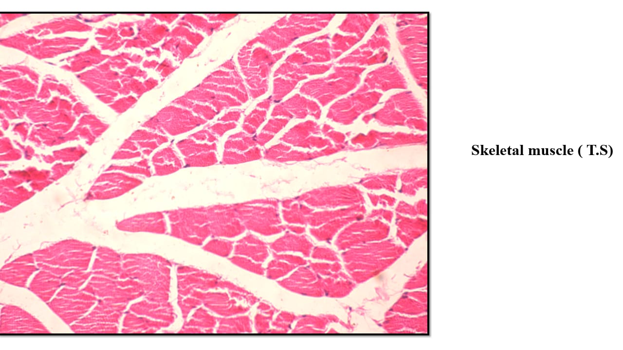 <p>Term 26</p>