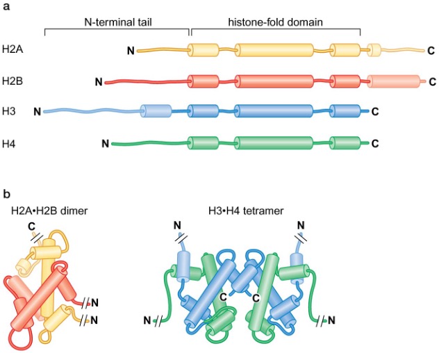 Core histones