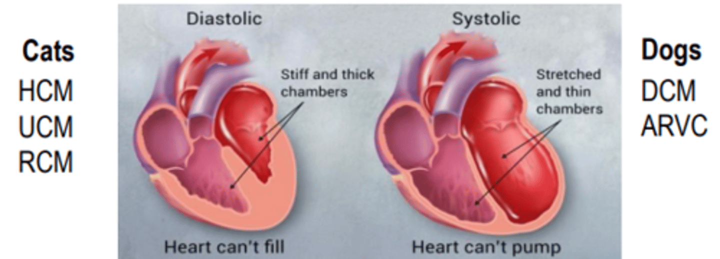 <p>Diastolic function (impair filling)</p><p>Hypertrophic cardiomyopathy (HCM) Unclassified cardiomyopathy (UCM) aka non-specific Restrictive cardiomyopathy (RCM)</p>