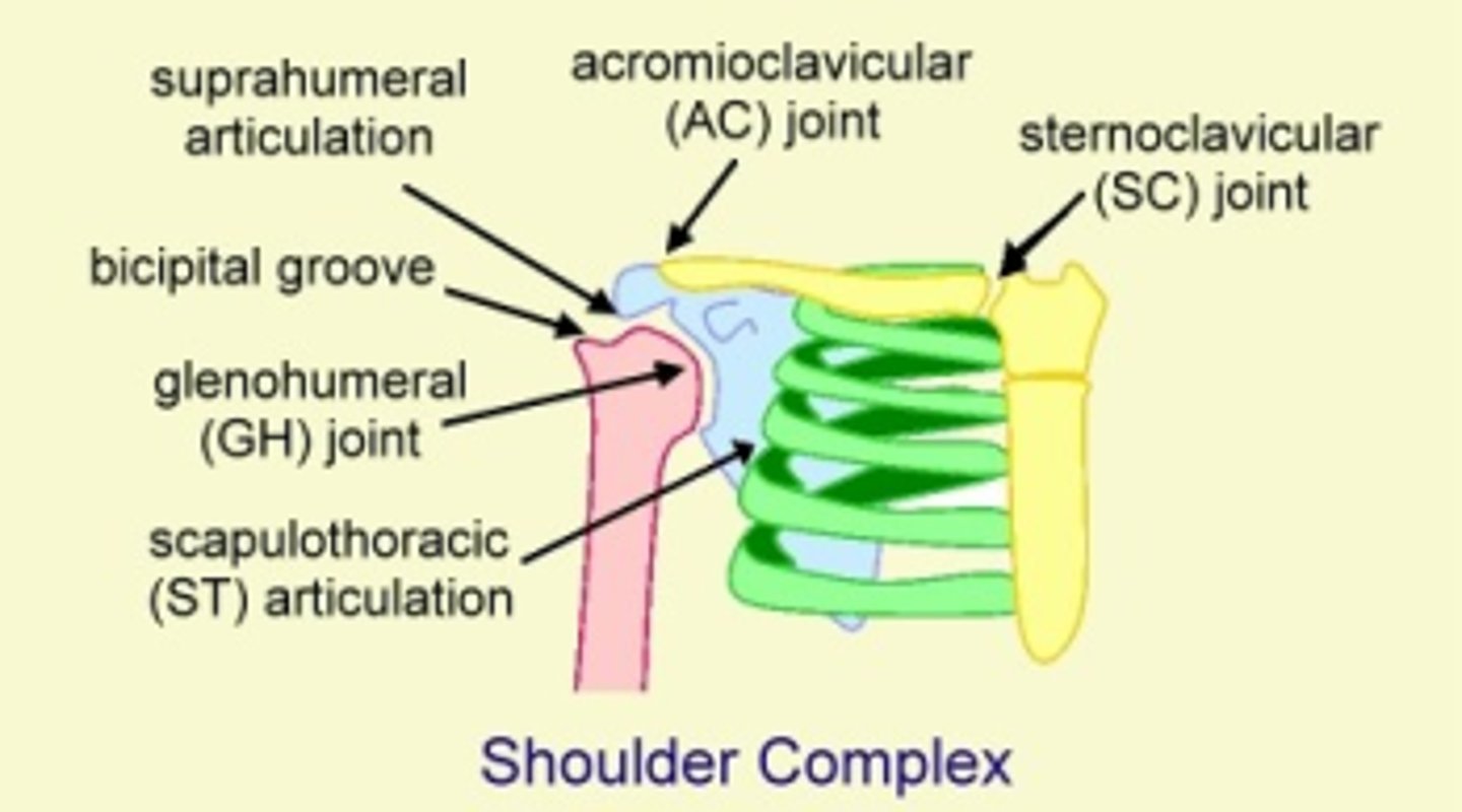 <p>Glenohumeral</p><p>Acromioclavicular</p><p>Sternoclavicular</p>