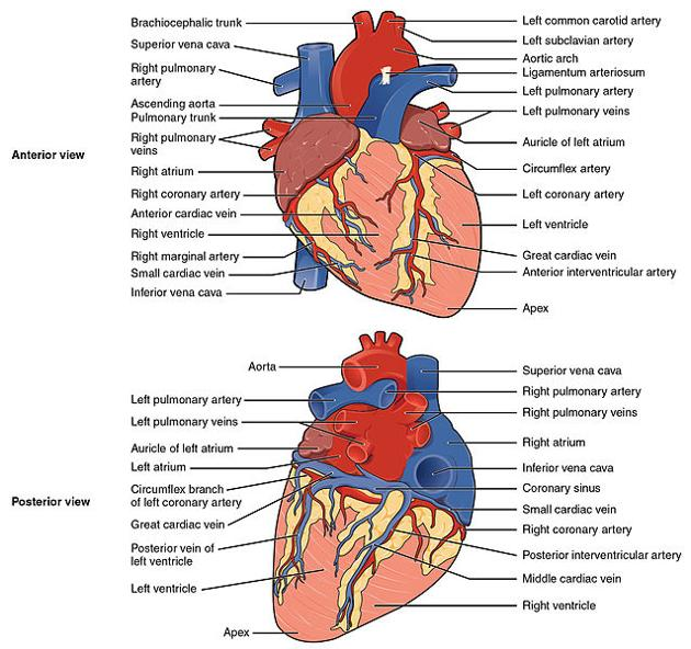 Lab 3 Vascular Anatomy Quiz Flashcards Knowt