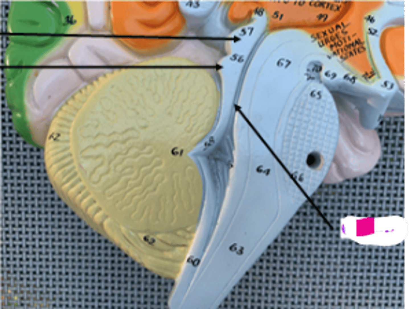 <p>- allows CSF to flow from third ventricle to fourth ventricle</p>