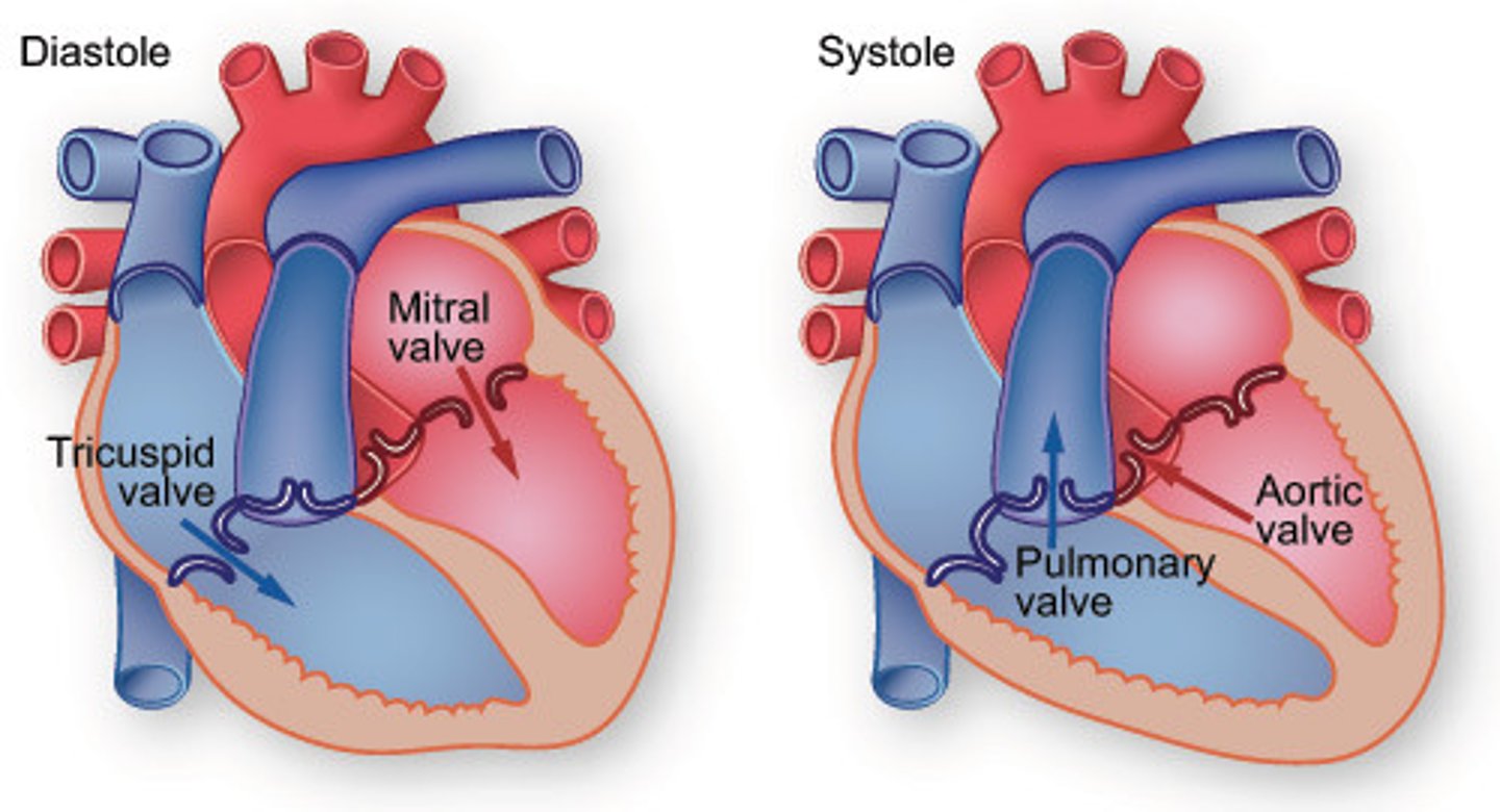 <p>Contraction of the heart (bigger # ex. 120)</p>