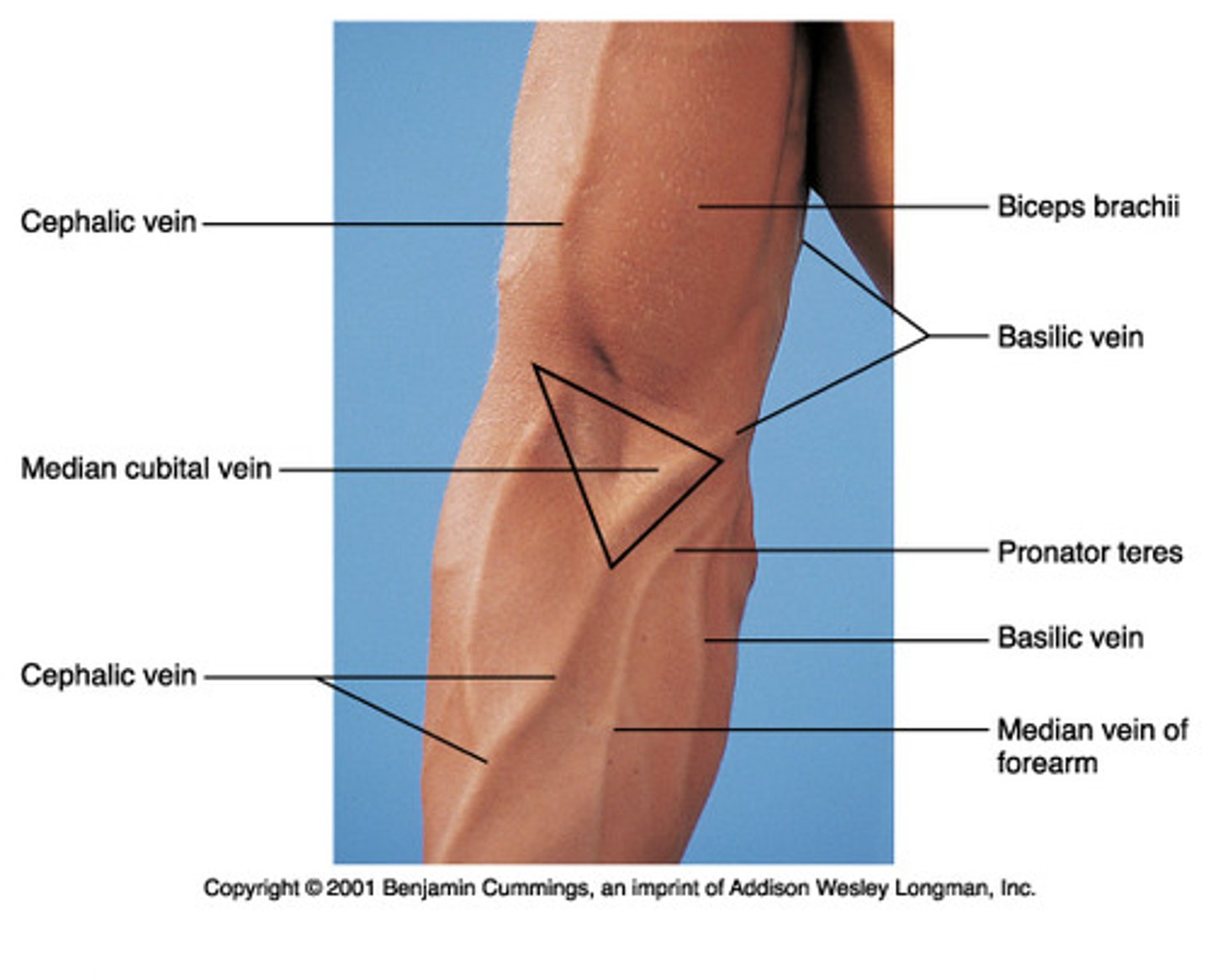 <p>Triangular region with 3 boundaries</p><p>Middle - Pronator Teres</p><p>Lateral - brachioradialis</p><p>Superior - Line through the humeral epicondyles</p><p>Floor- Brachialis</p>